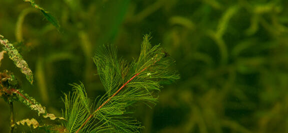 Hydrilla