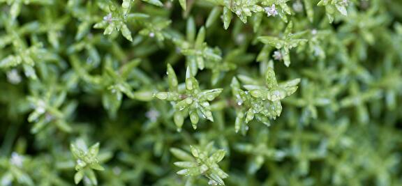 Watercrassula