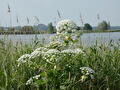 Reuzenberenklauw - bloemen 1