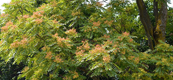 Hemelboom
