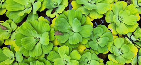 Watersla
