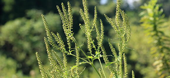 Alsemambrosia