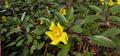 Kleine waterteunisbloem