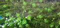 Egeria