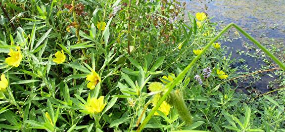 Waterteunisbloem
