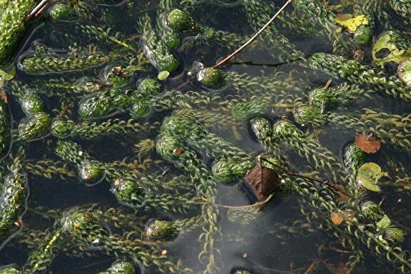 Verspreidbladige waterpest